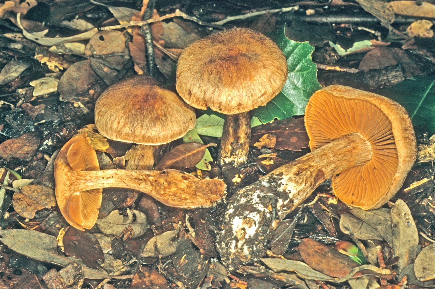 Cortinarius sordescens