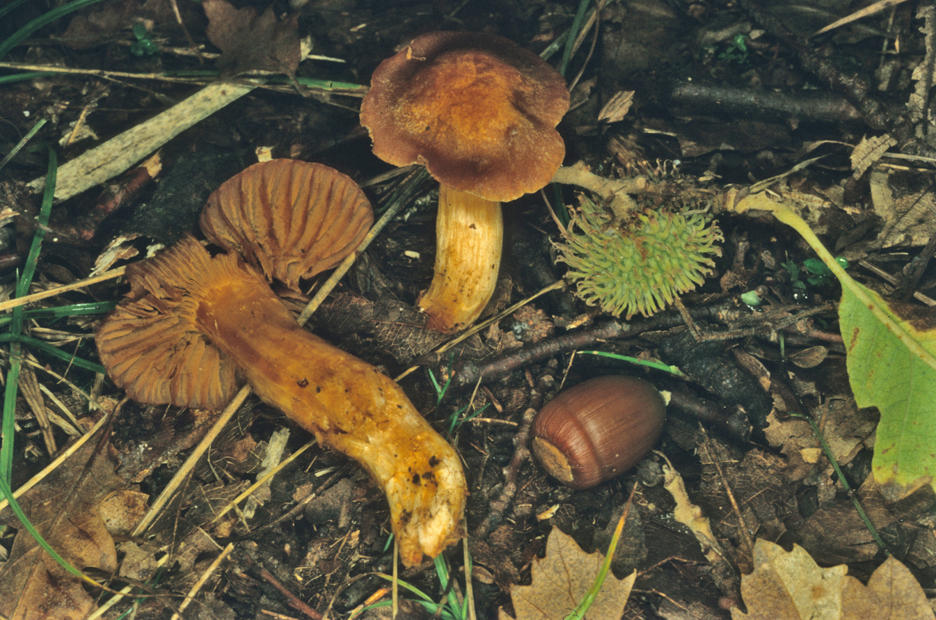 Cortinarius tofaceus