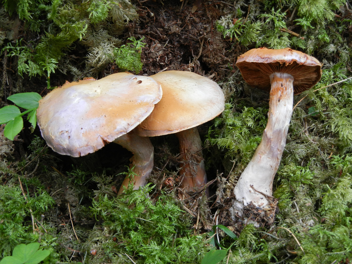 Cortinarius traganus var finitimus