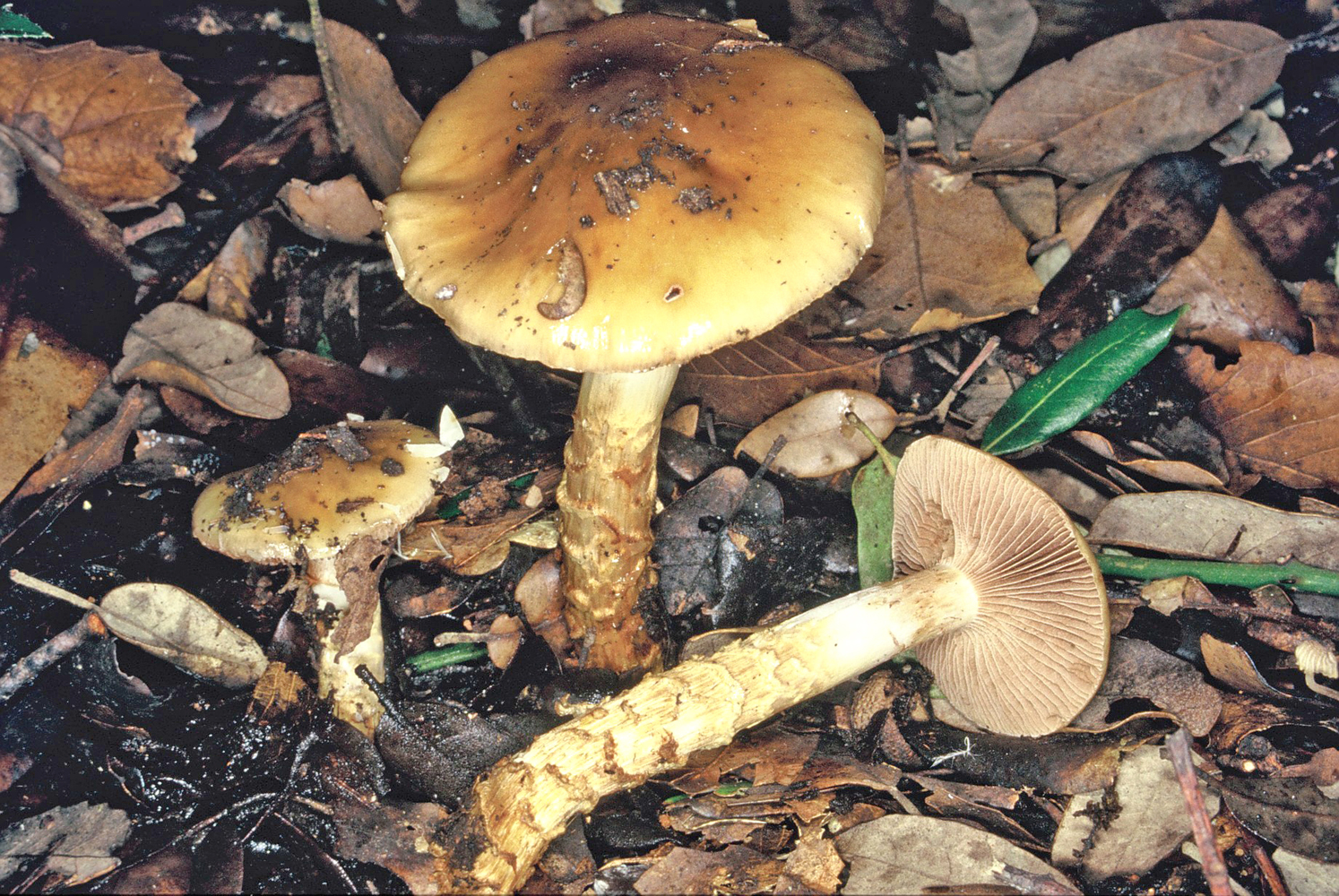 Cortinarius trivialis 1