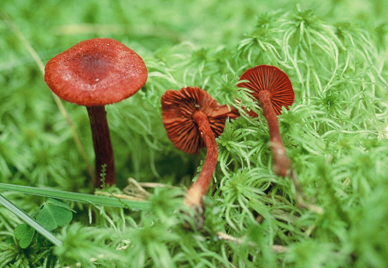 Cortinarius uliginosus