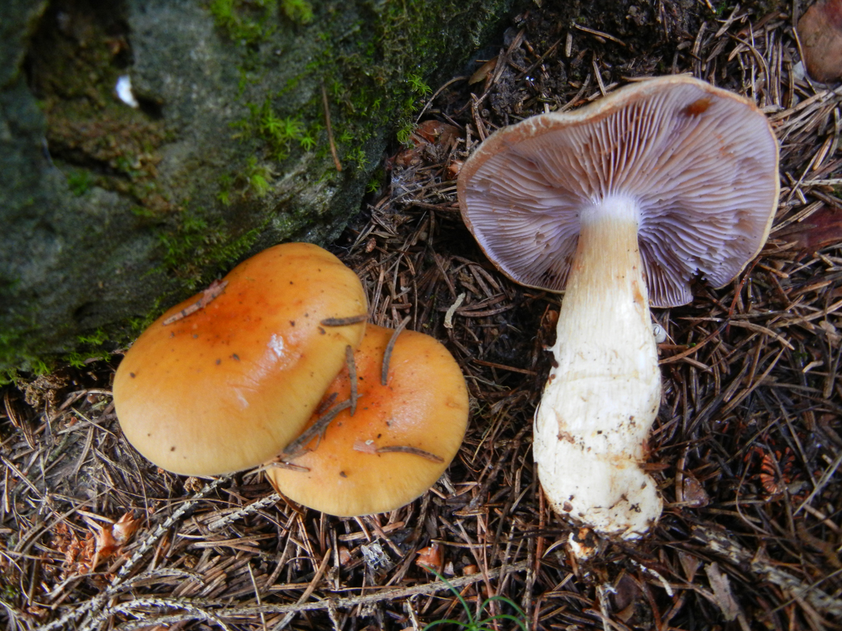 Cortinarius varius1