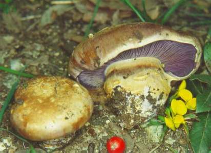 Cortinarius veraprilis