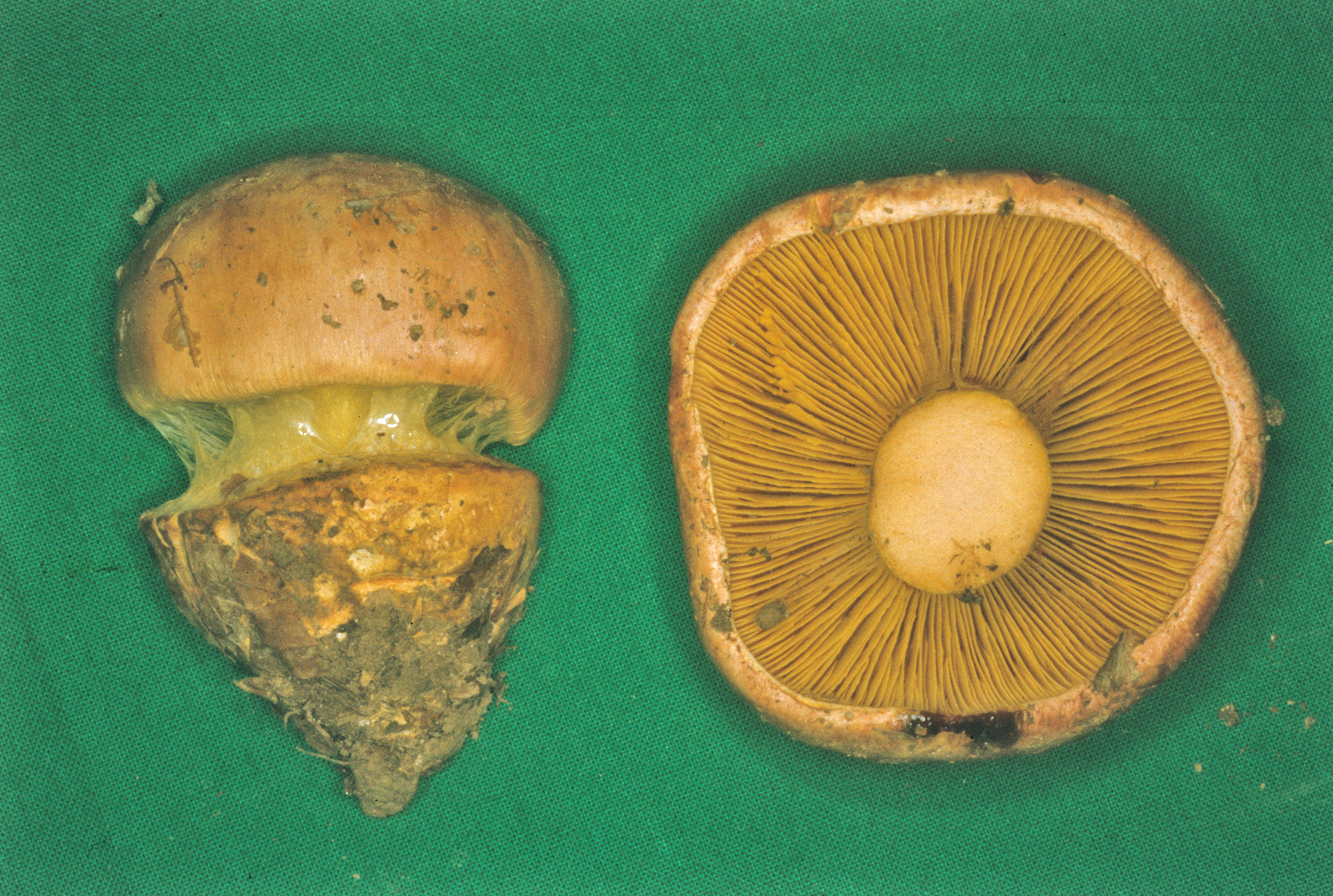 Cortinarius xanthophyllus