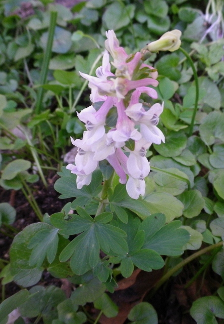 Corydaliscava