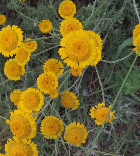 Cotatinctoriaocchiodibue