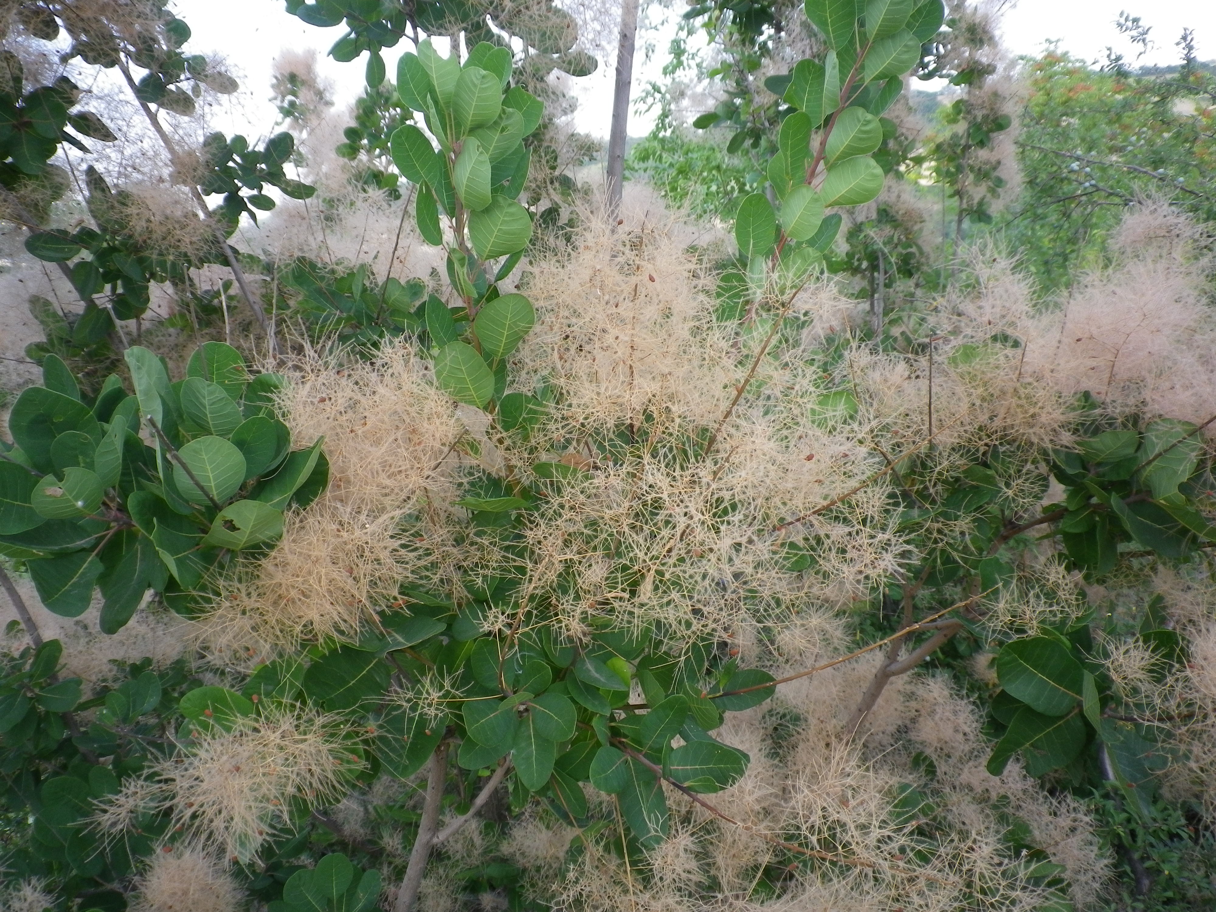 Cotinuscoggigria1