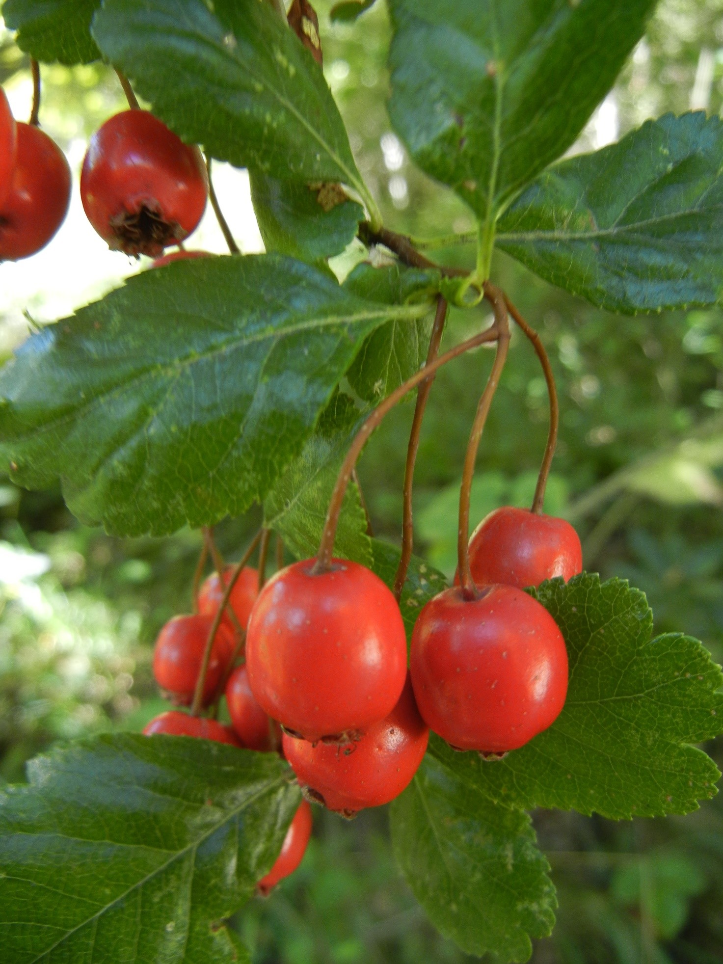 Crataegus laevigata frutti
