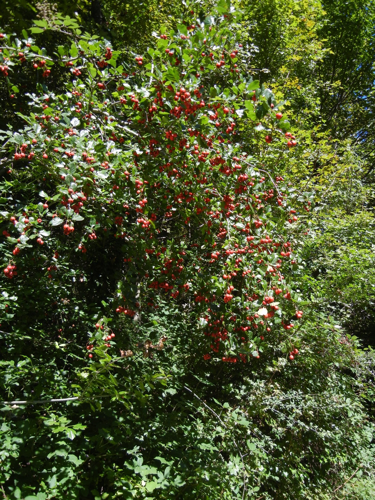 Crataegus laevigata