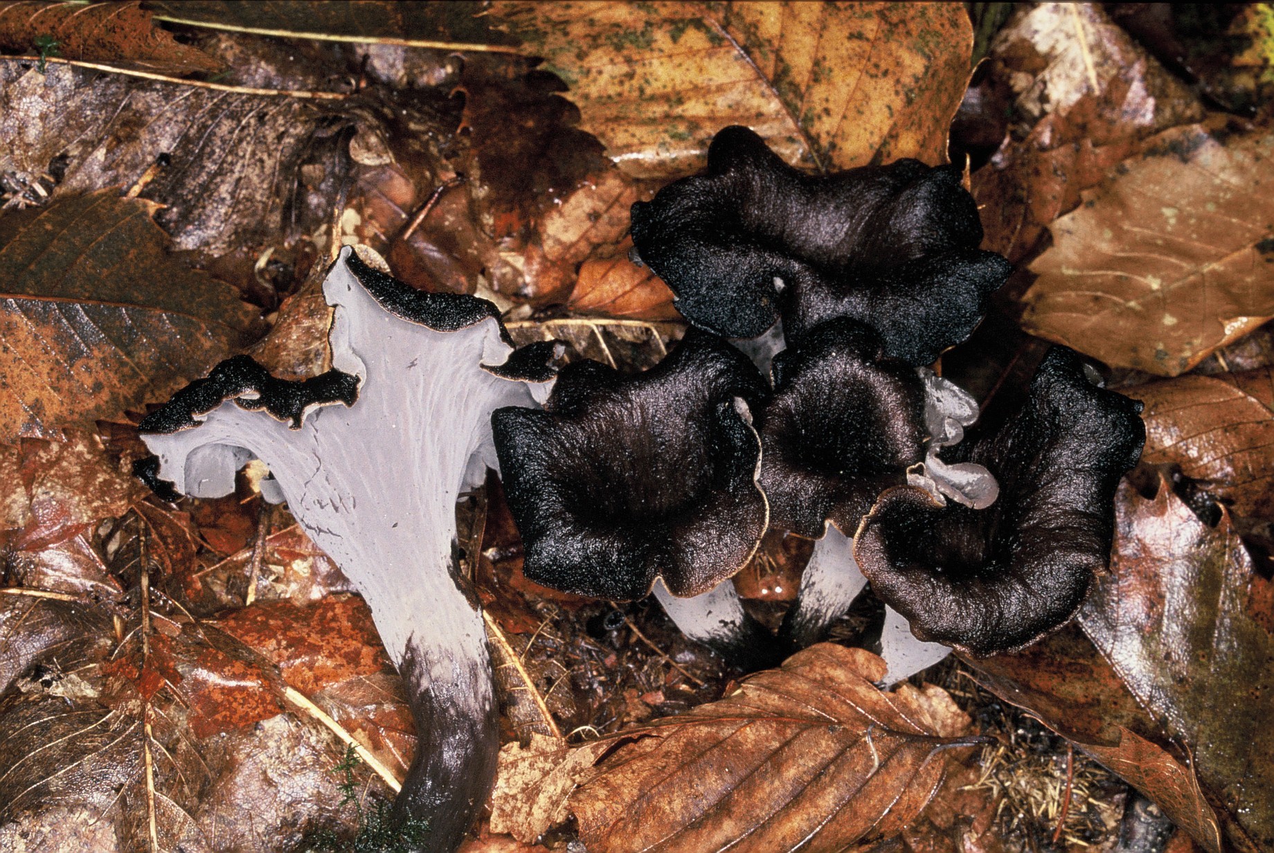 Craterellus cornucopioides