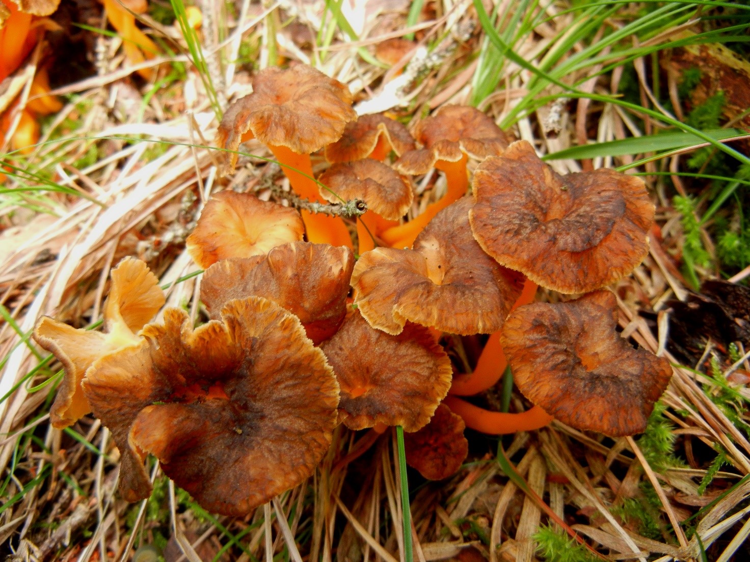 Craterellus lutescens1