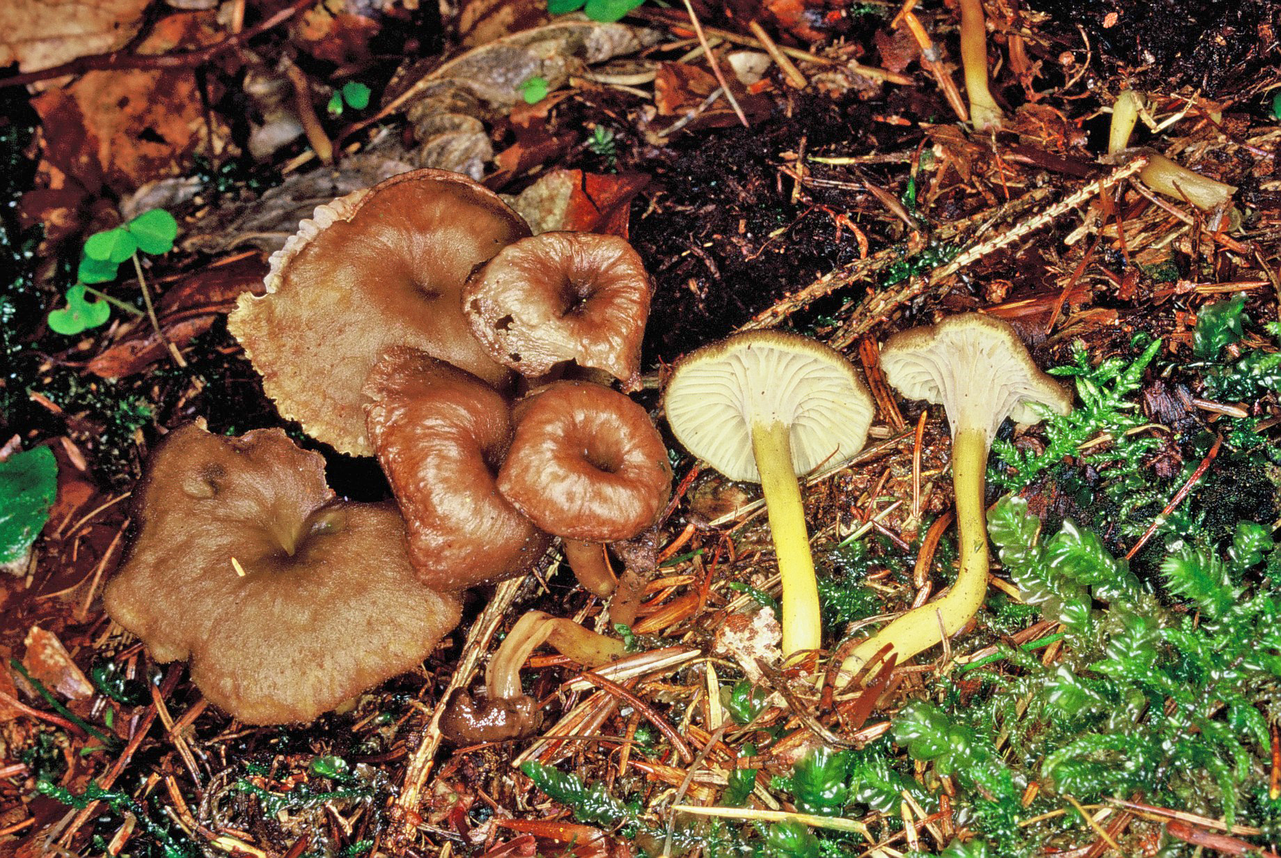 Craterellus tubaeformis1