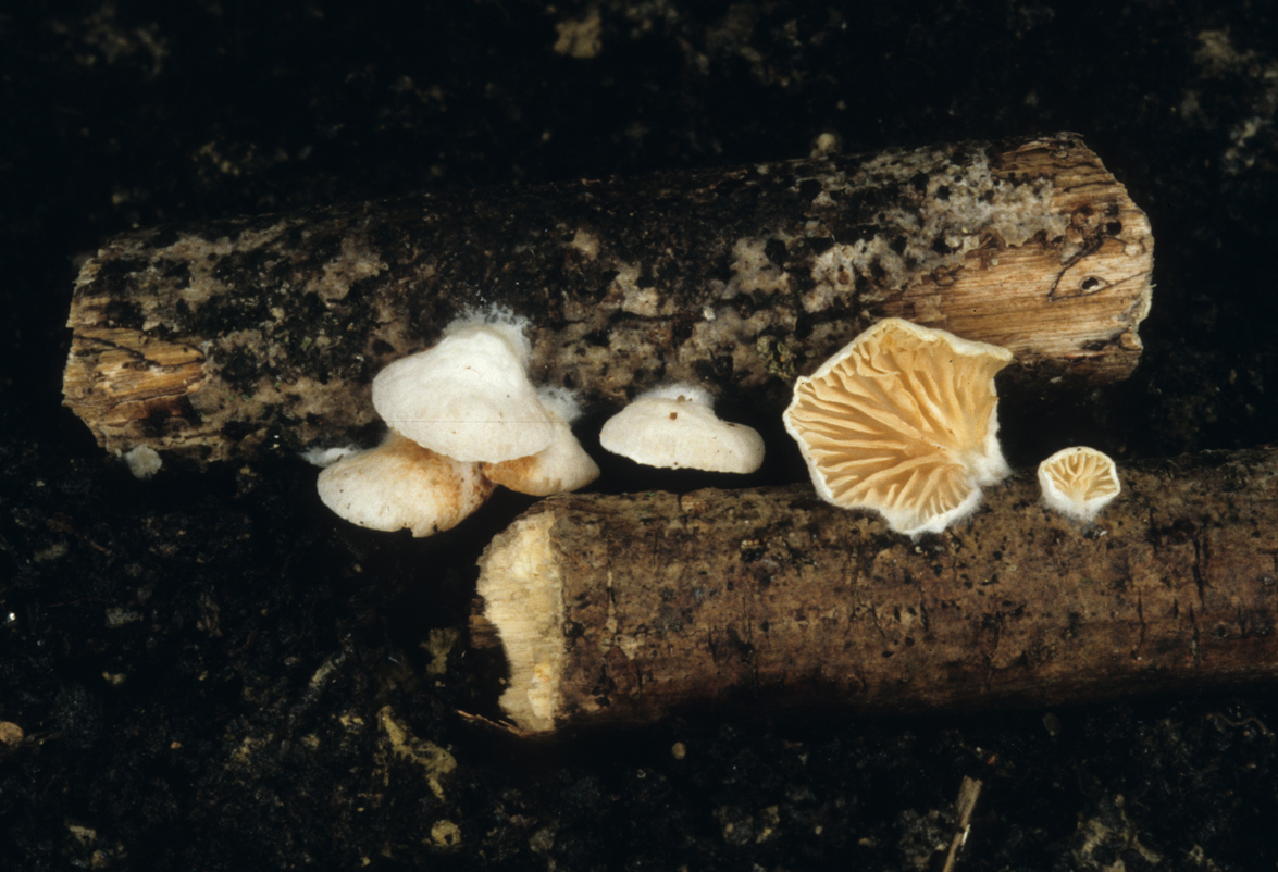 Crepidotus cesati1