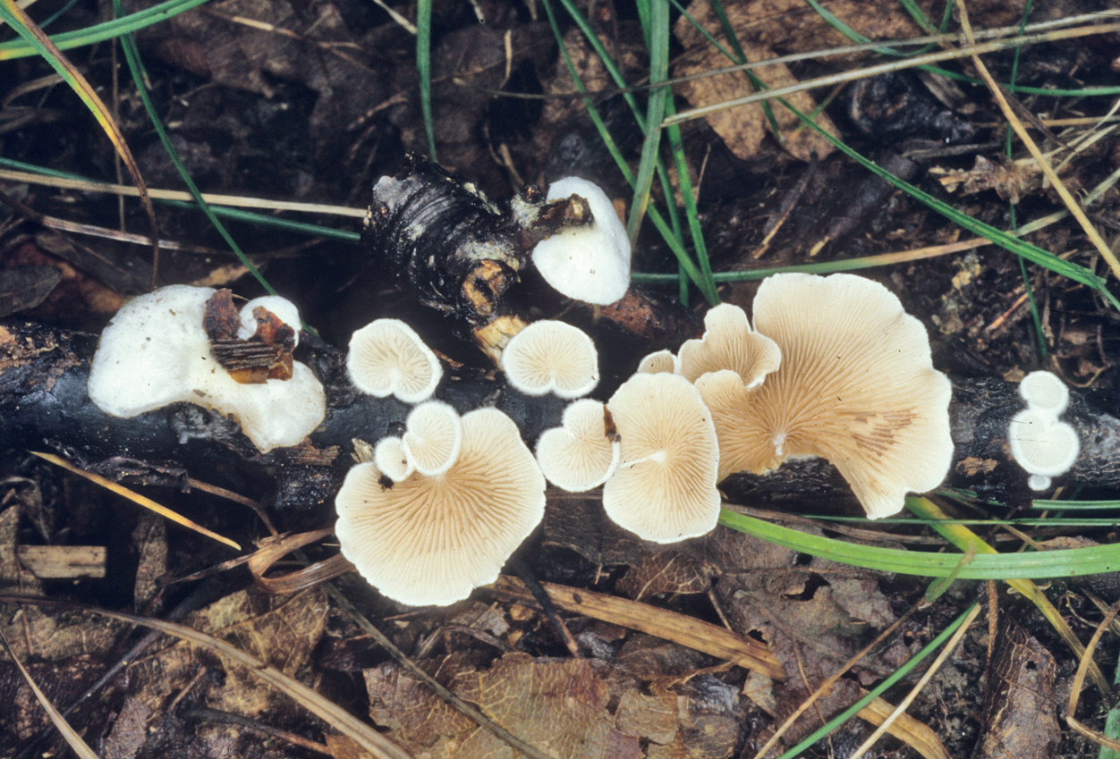 Crepidotus variabilis