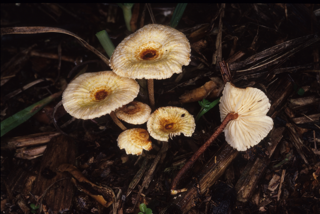 Crinipellis scabella