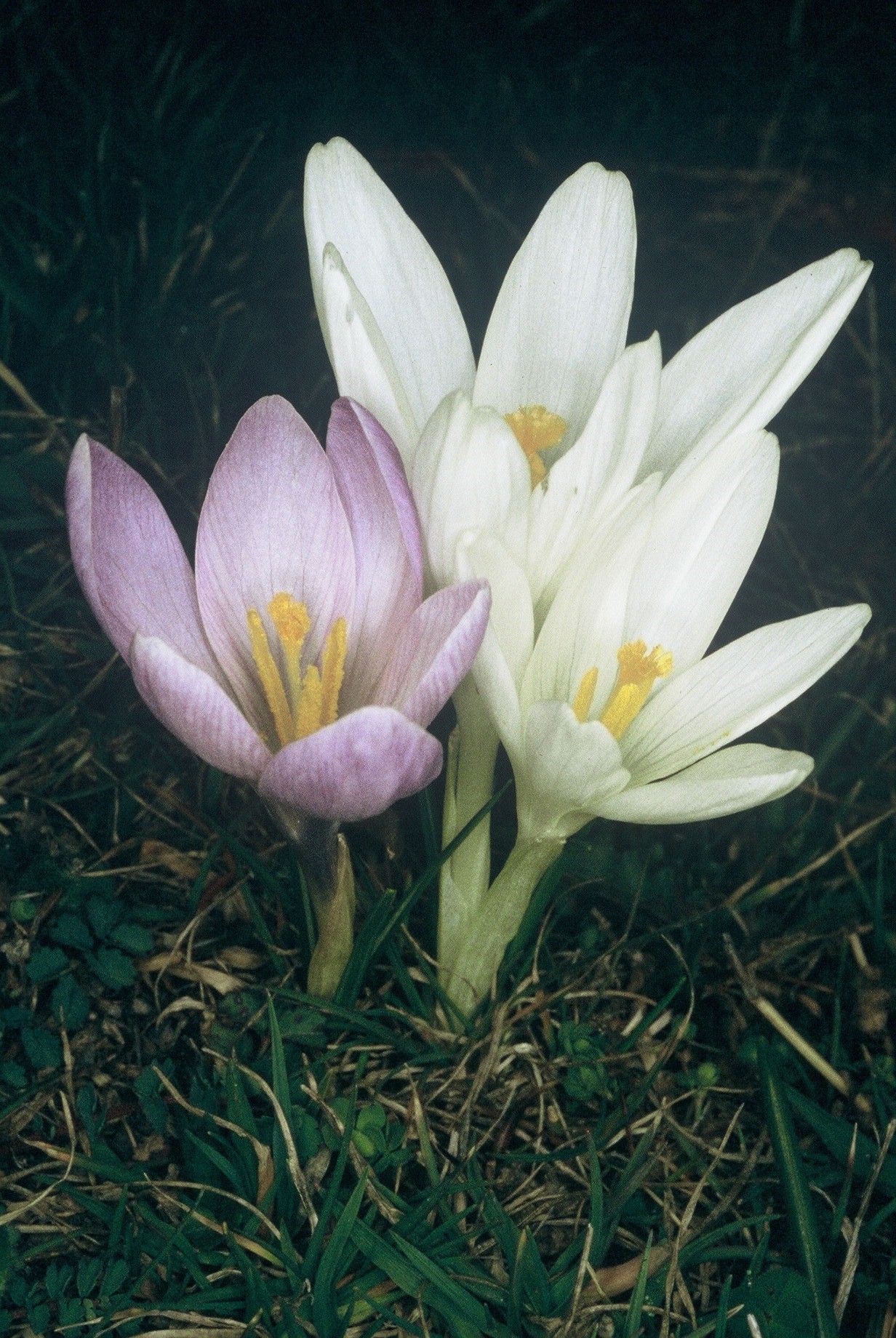 CrocusneapolitanusZafferano