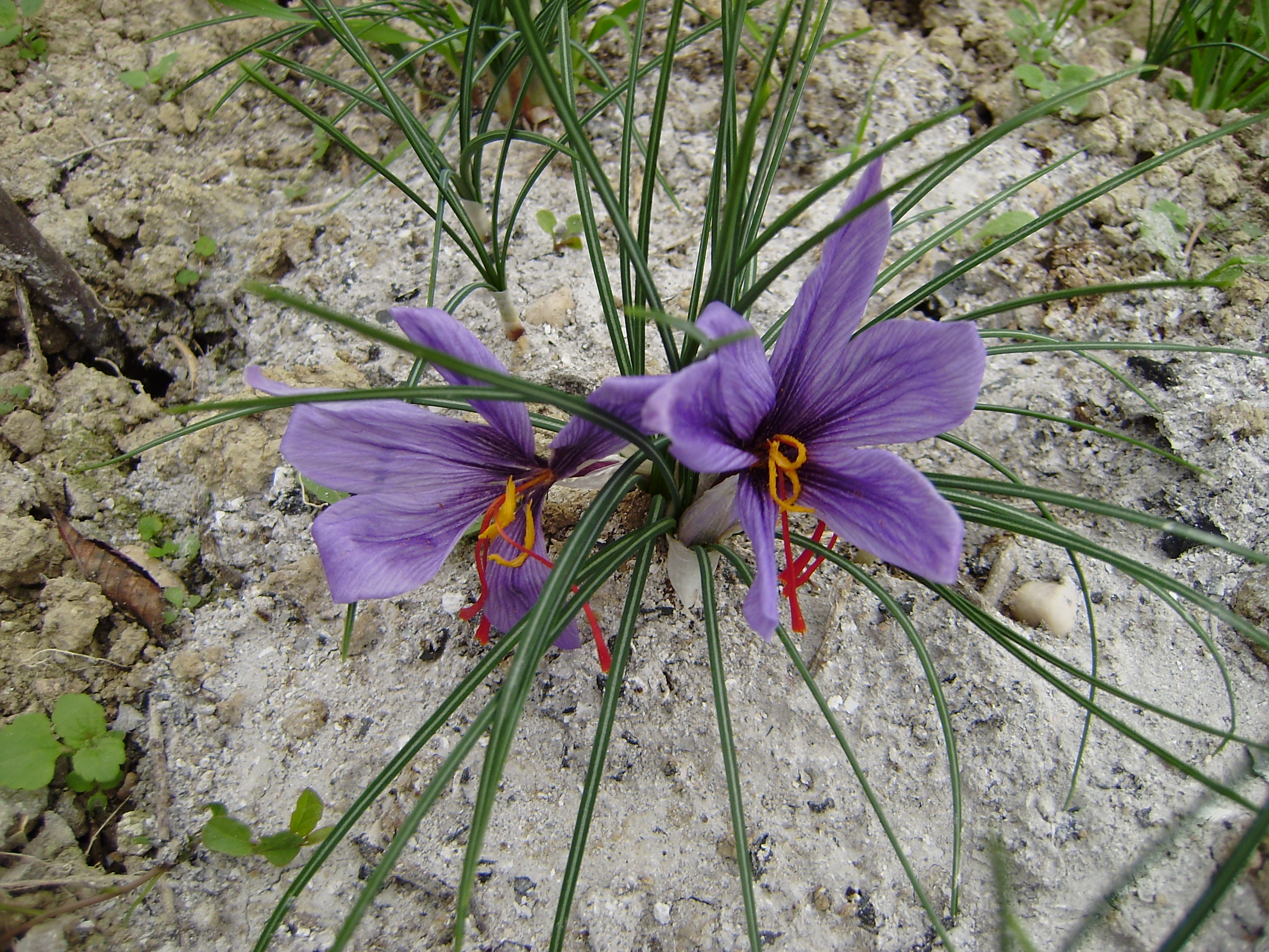 CrocussativusZafferano