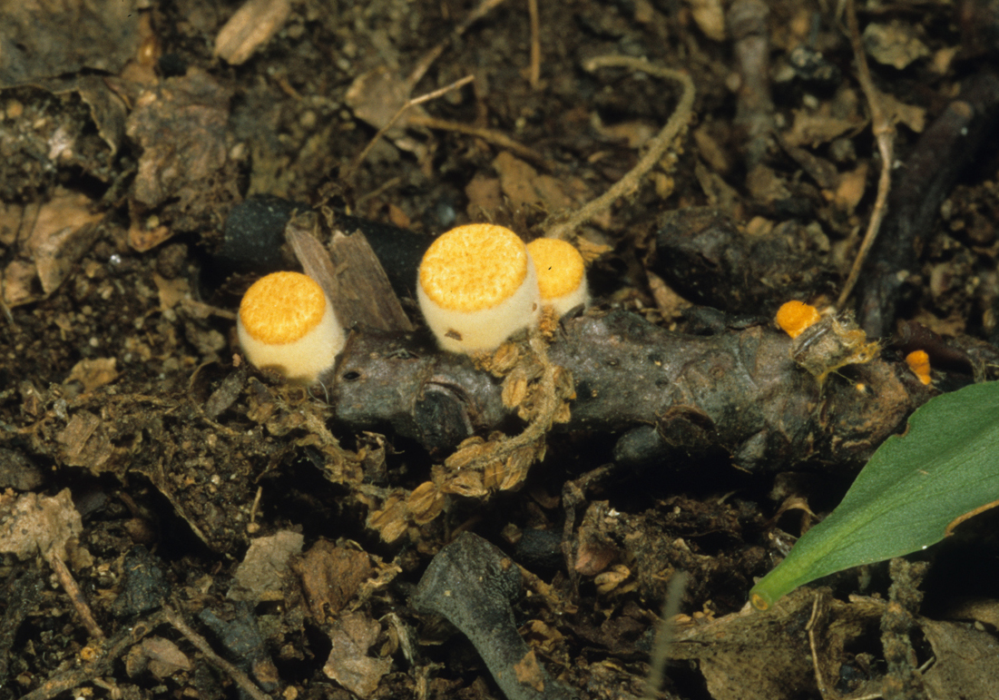 Crucibulum laeve