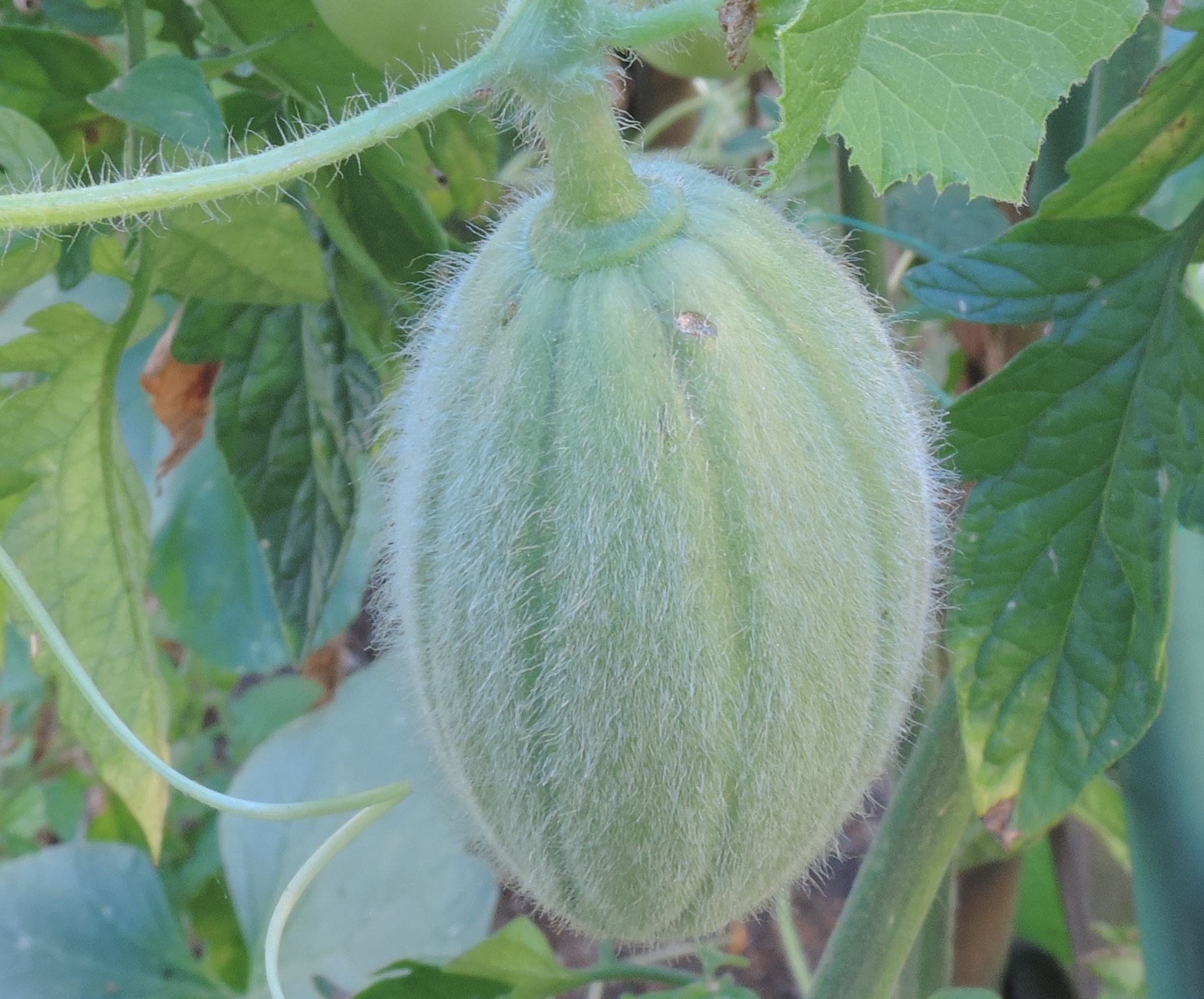 Cucumismelomelone