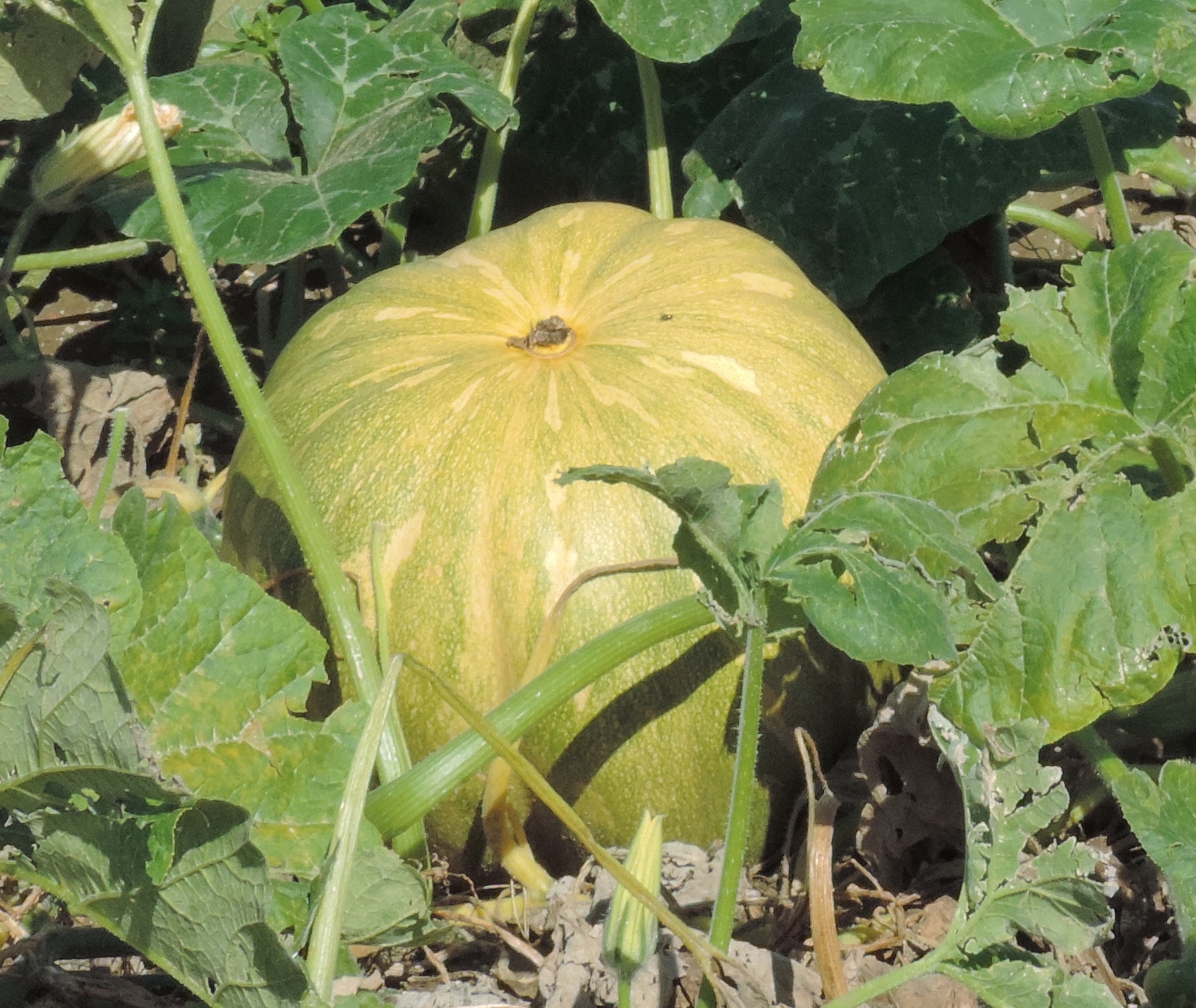 Cucurbitazucca