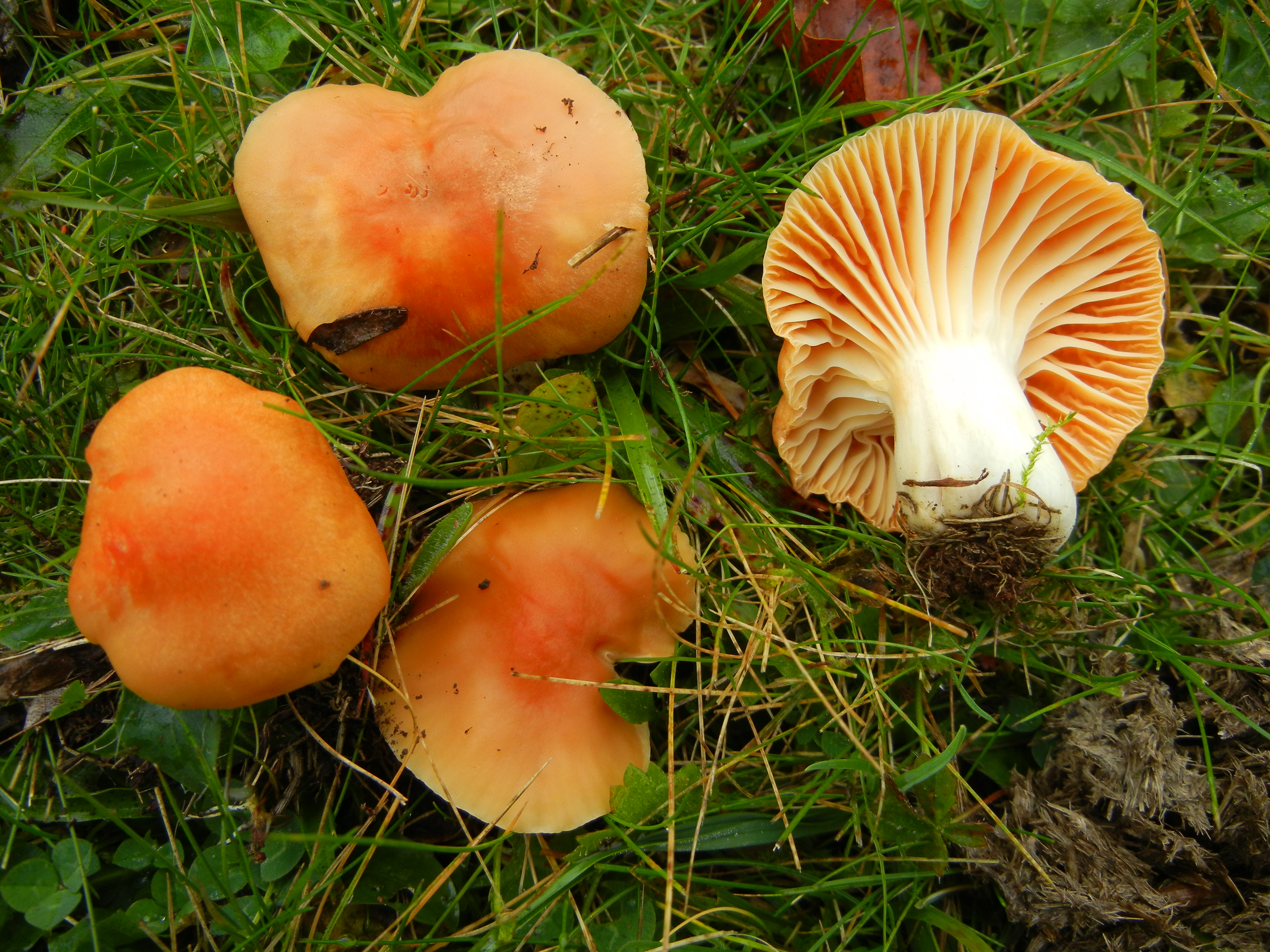 Cuphophyllus pratensis