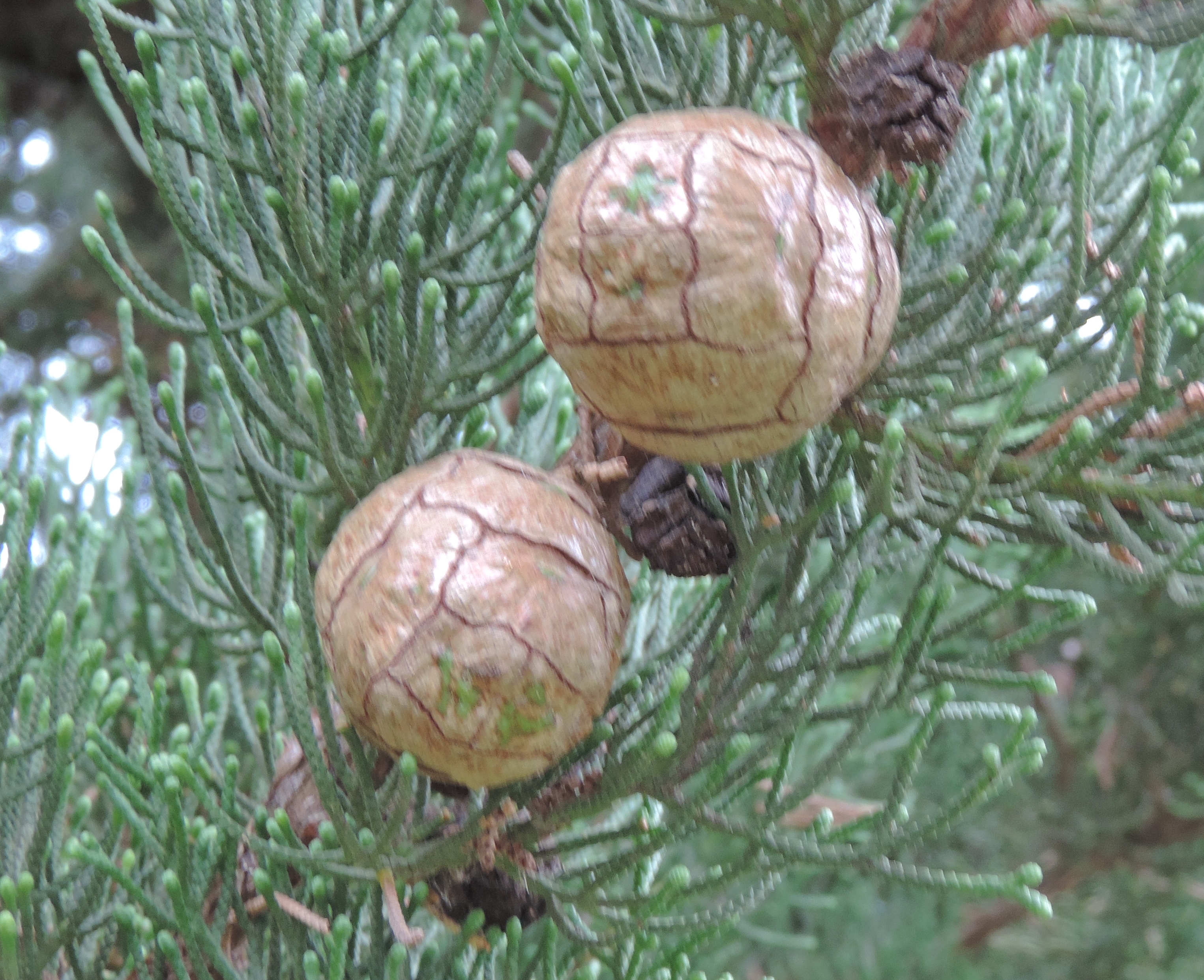 Cupressussempervirens