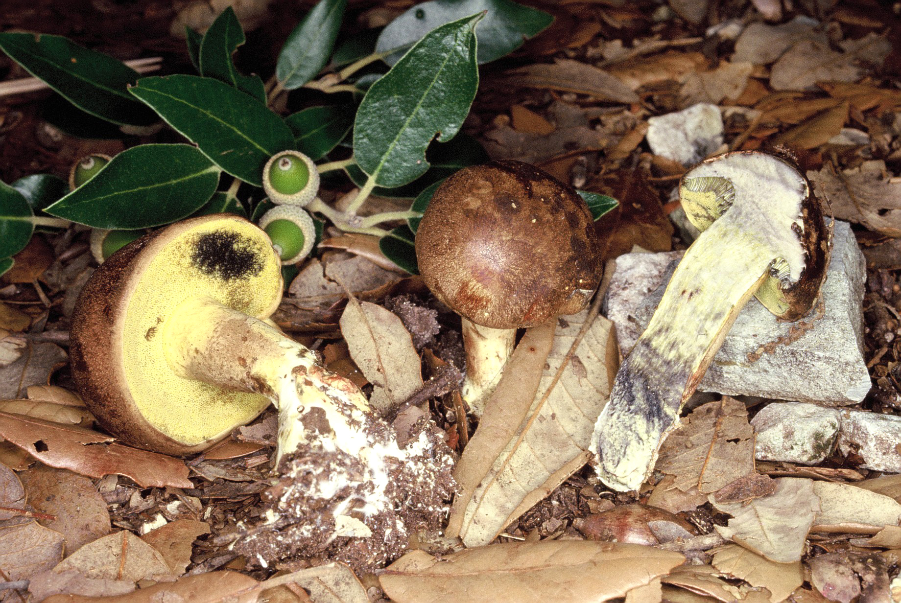 Cyanoboletus pulverulentus