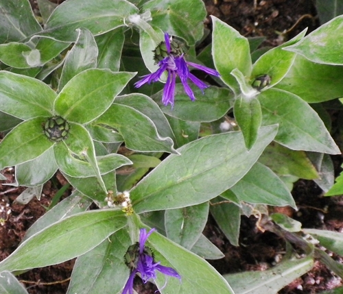 Cyanusmontanus