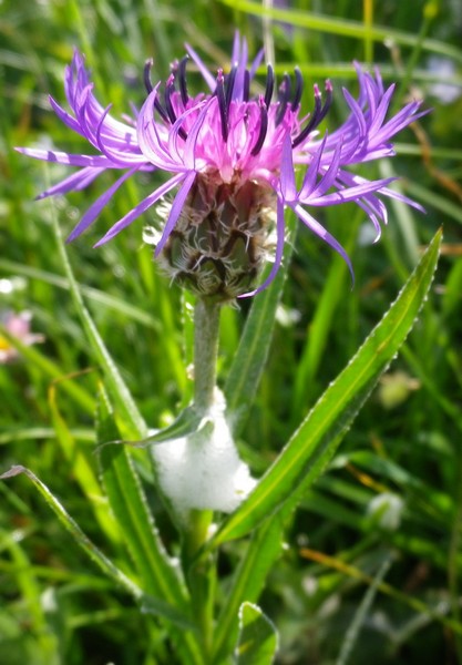Cyanustriumfetti