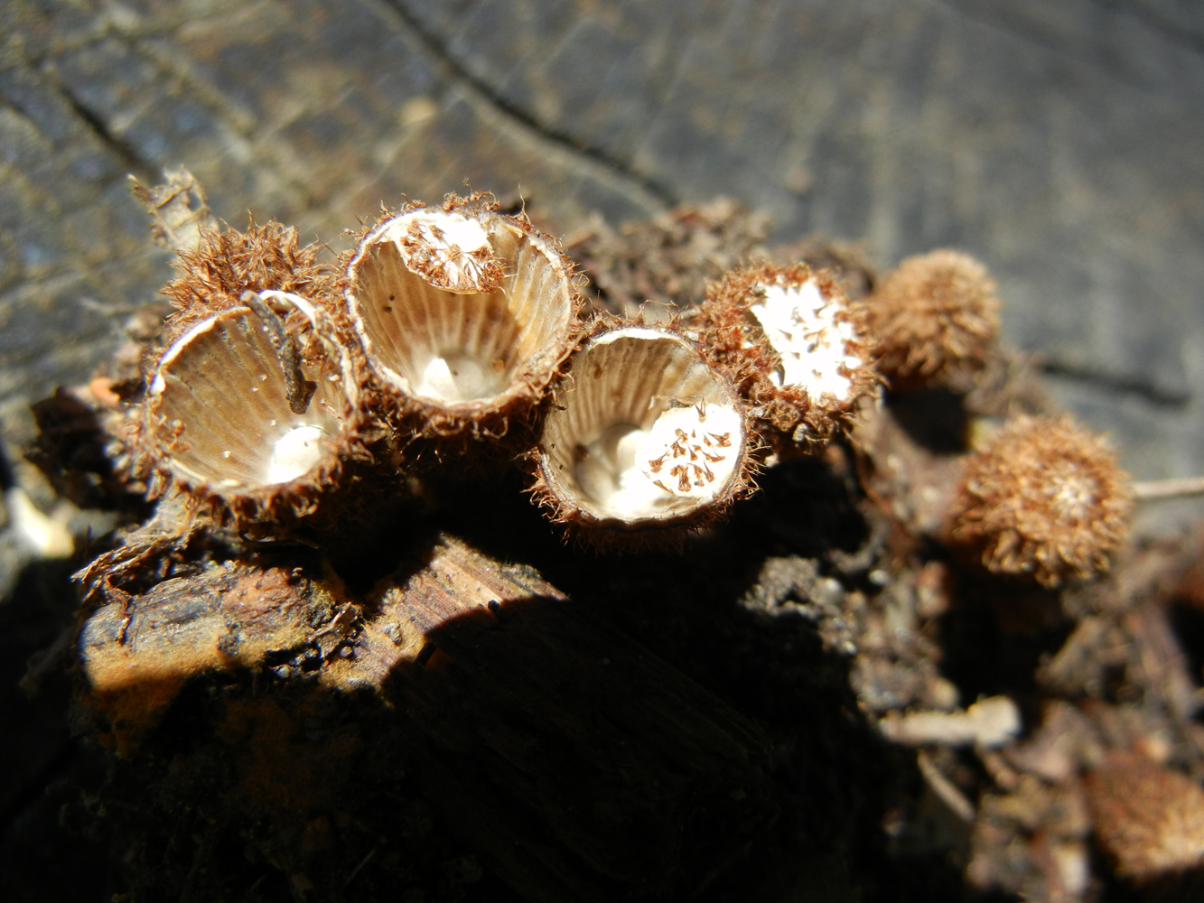 Cyathus striatus