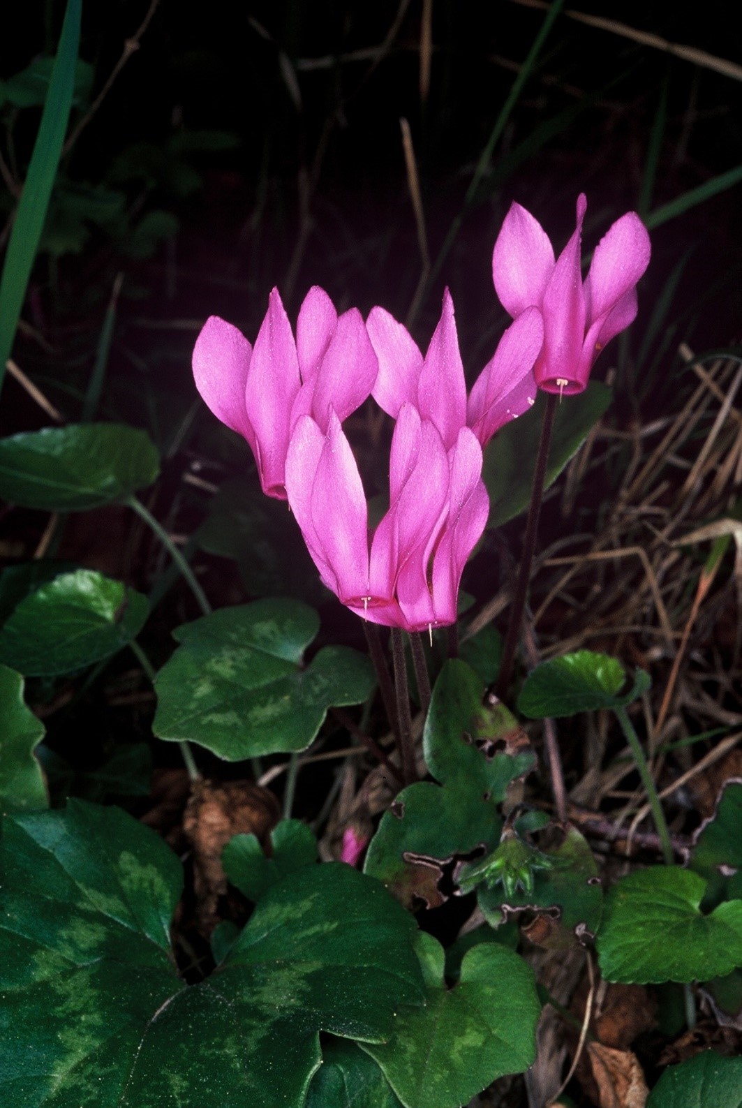 Cyclamenrepandum