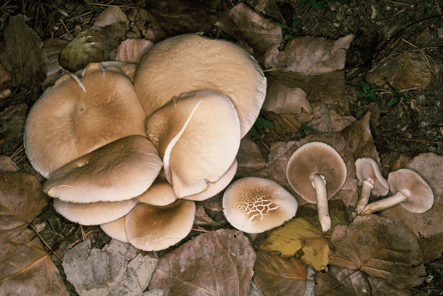 Cyclocybe aegerita 2