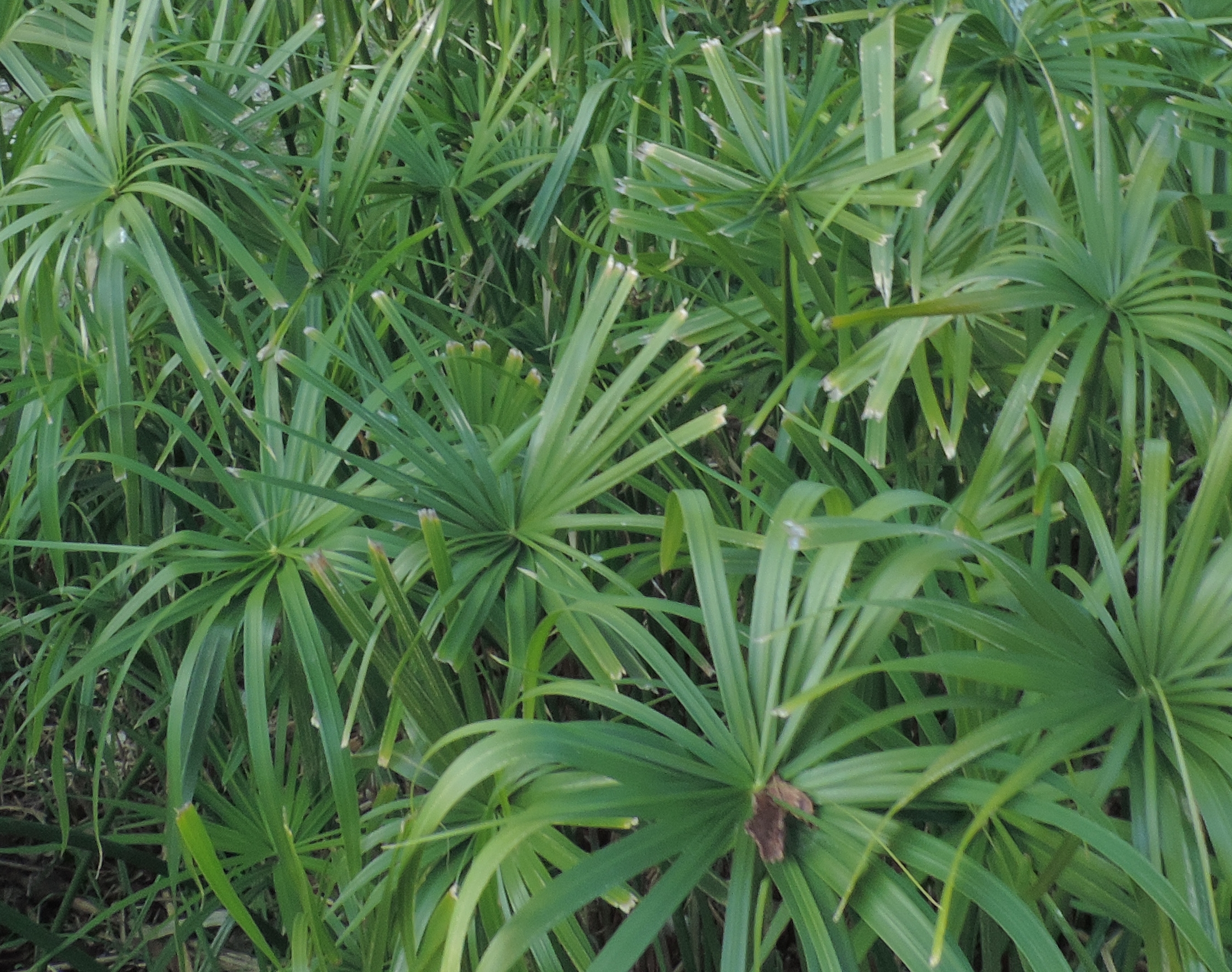 Cyperuspapiro