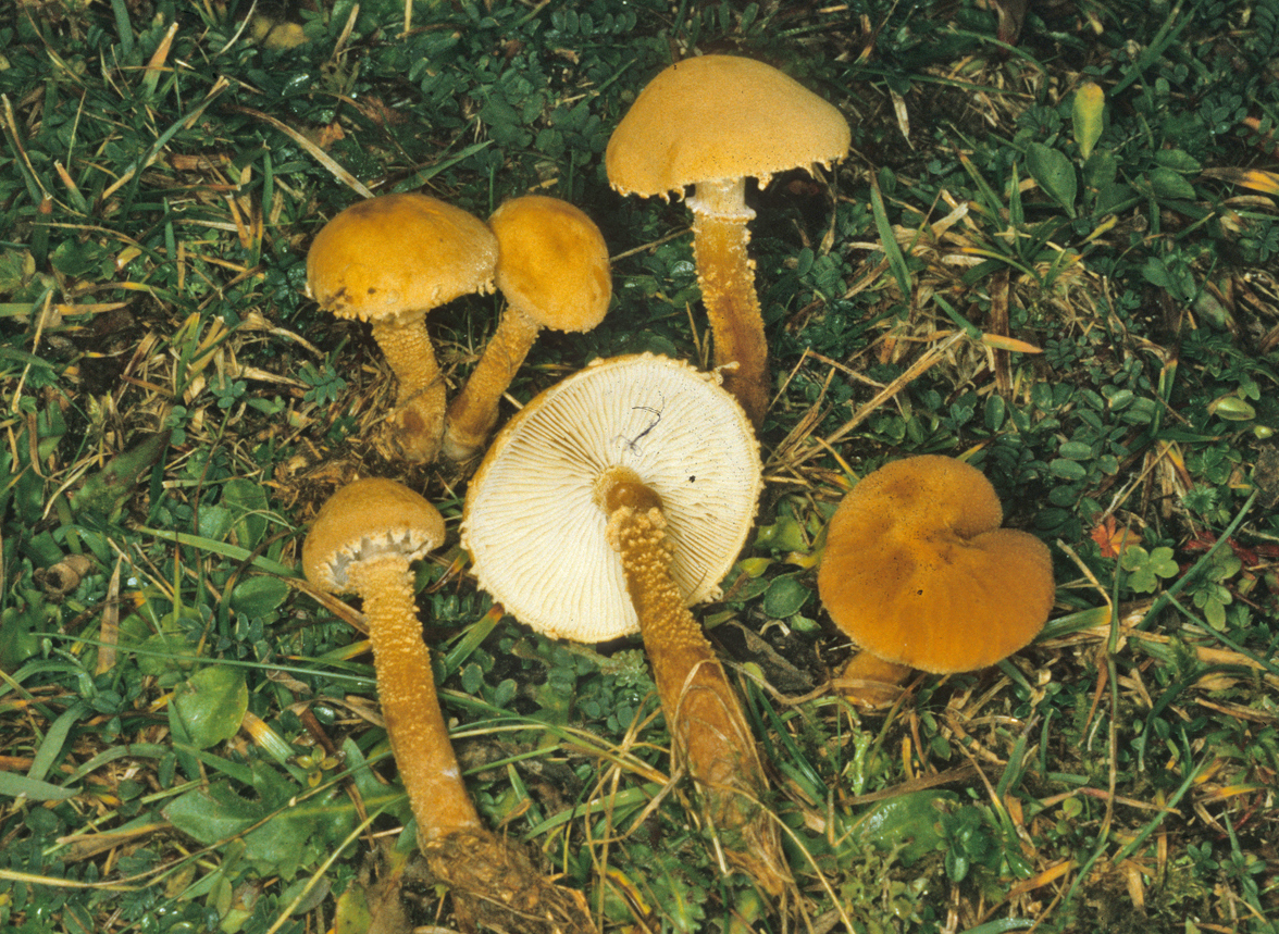 Cystoderma amianthinum