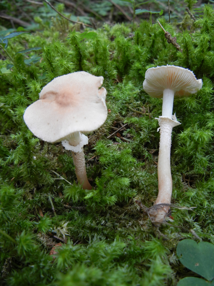 Cystoderma carcharias