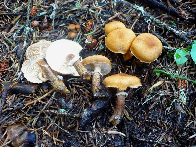 Cystoderma_fallax