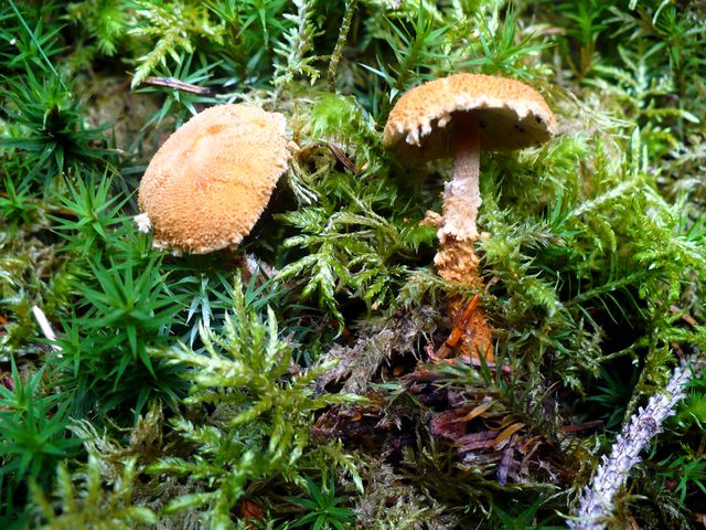 Cystoderma_granulosum