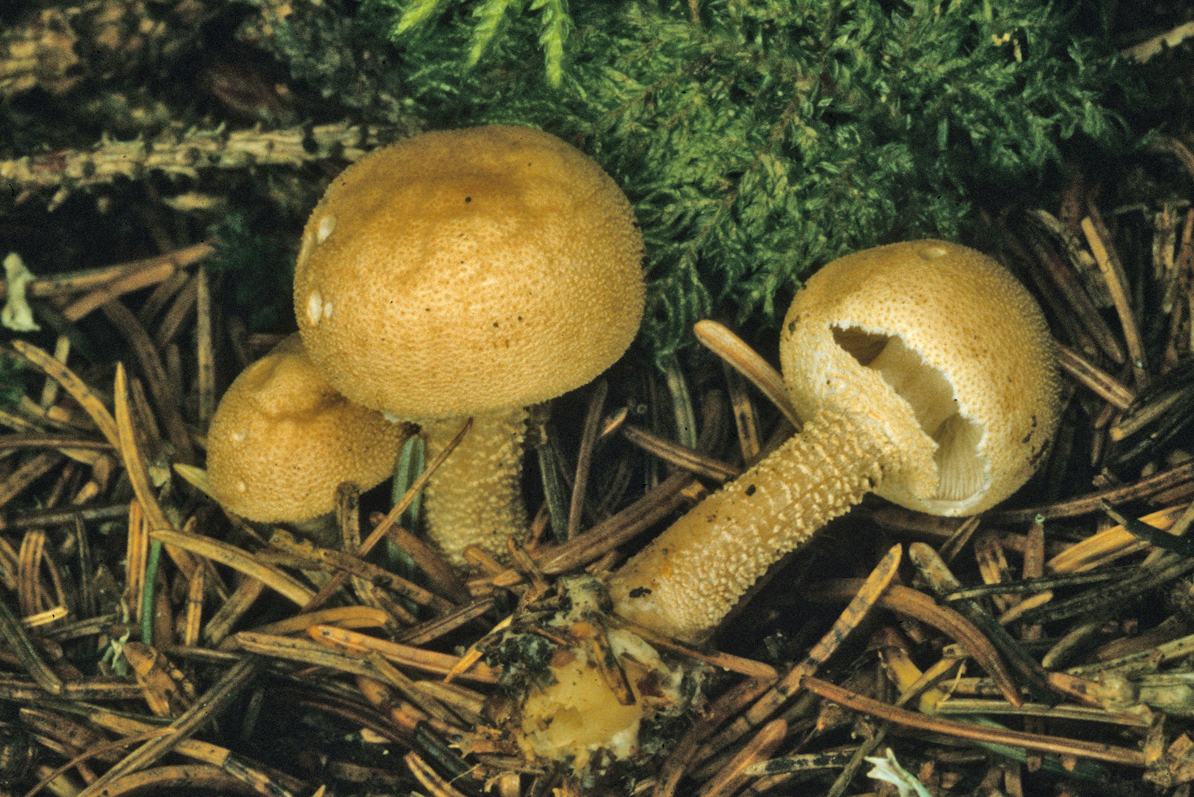 Cystodermella granulosa