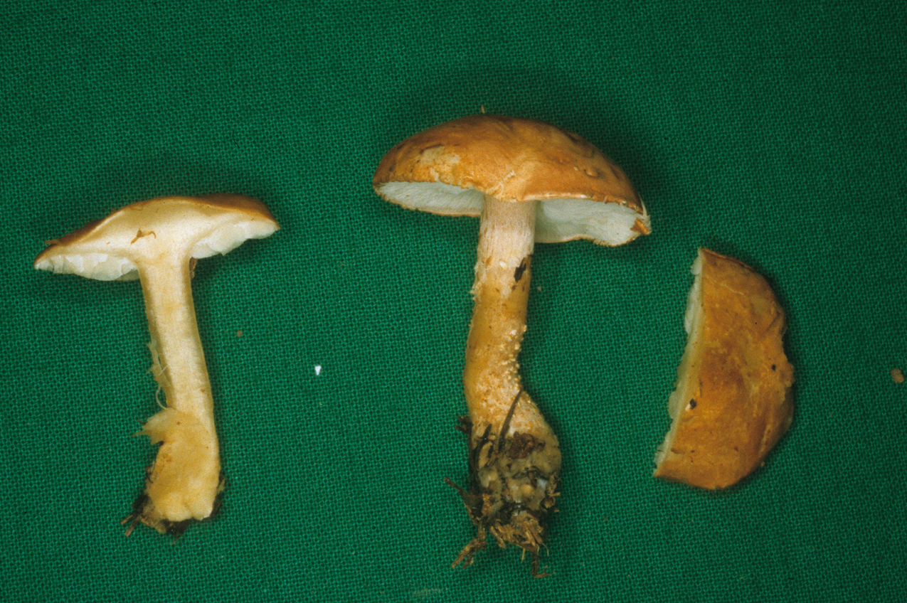 Cystodermella terryi