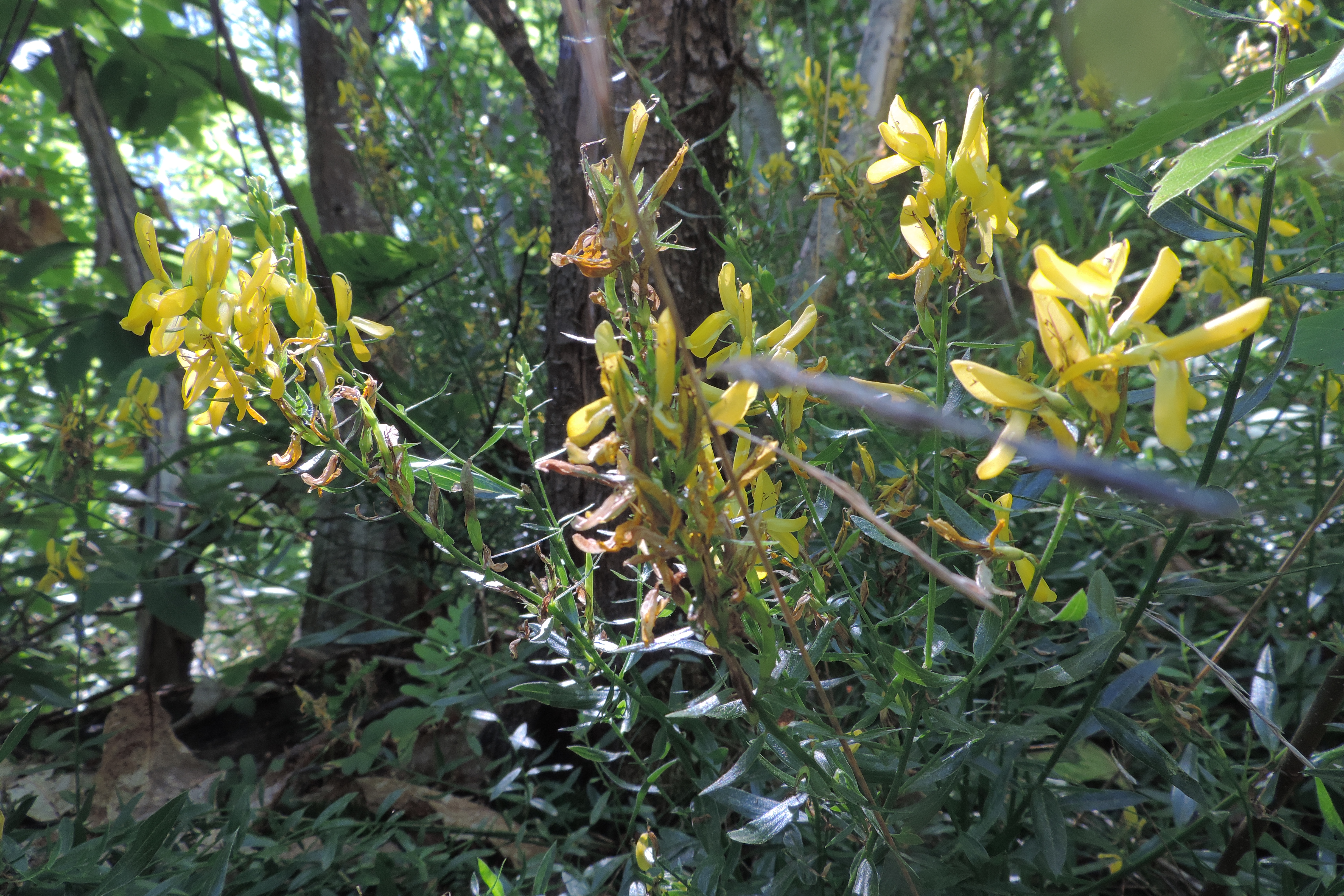 Cytisumginestracarbonari
