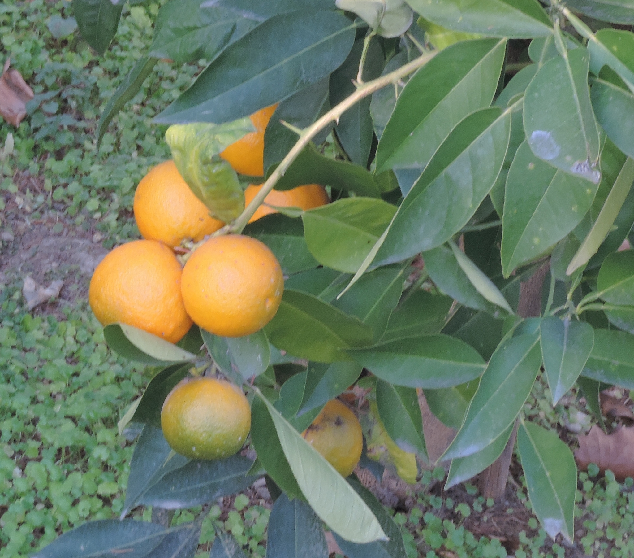 Cytrussinensis