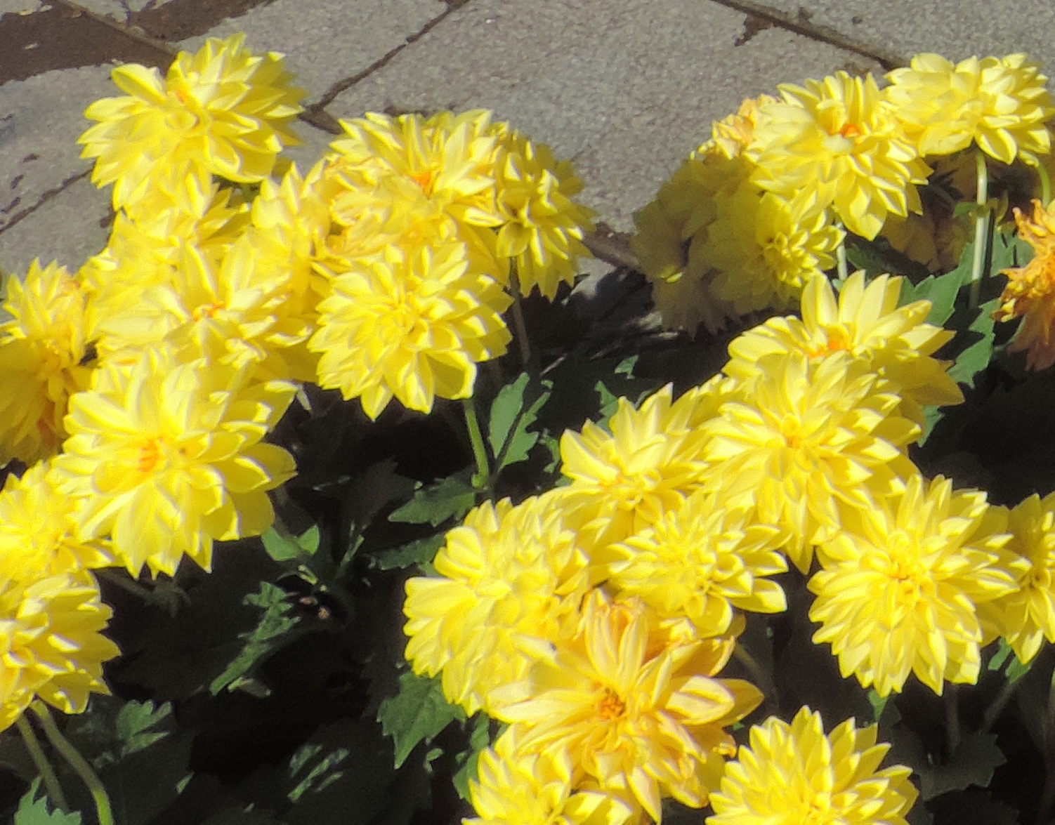 Dahlia yellow gialle post