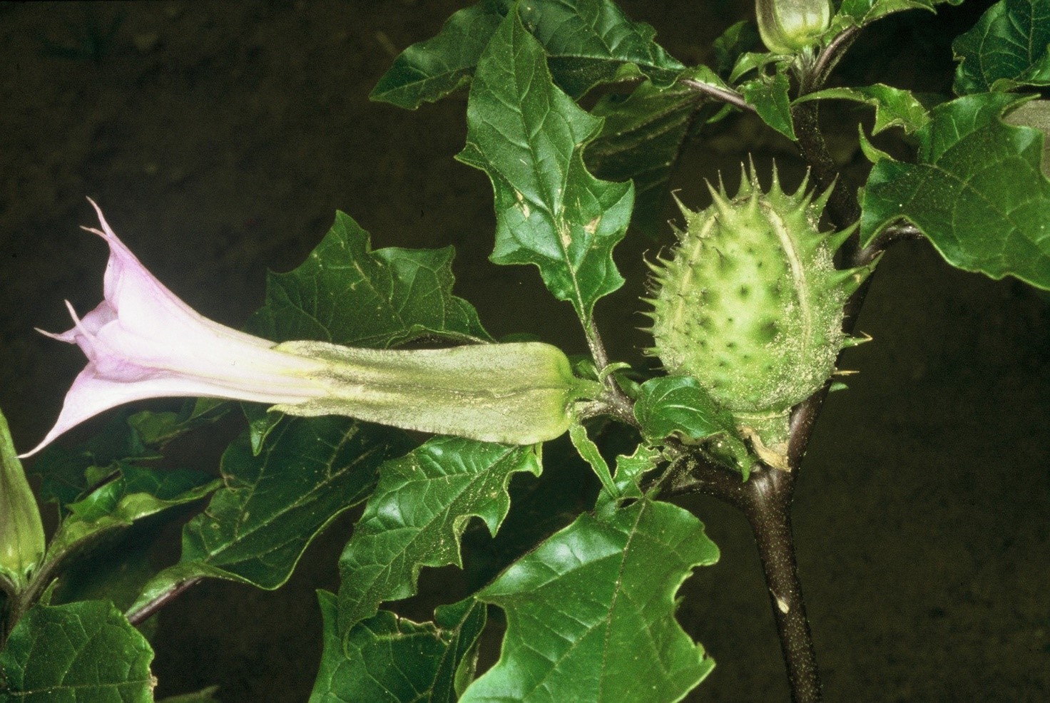 Daturastramonium