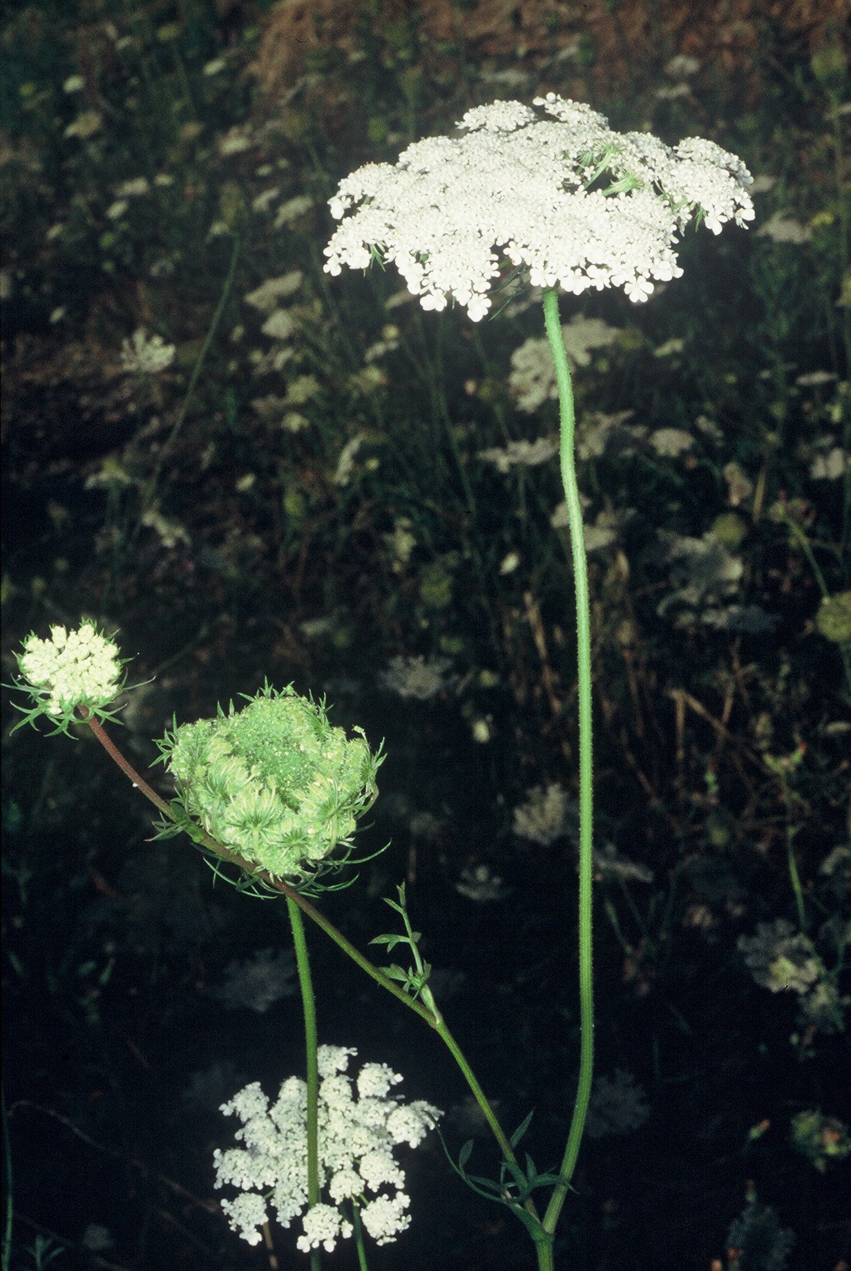 Daucuscarota.1