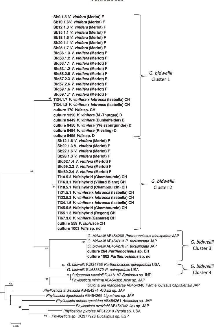 Dendrogramma