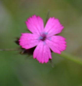 Dianthus sp garofano montano
