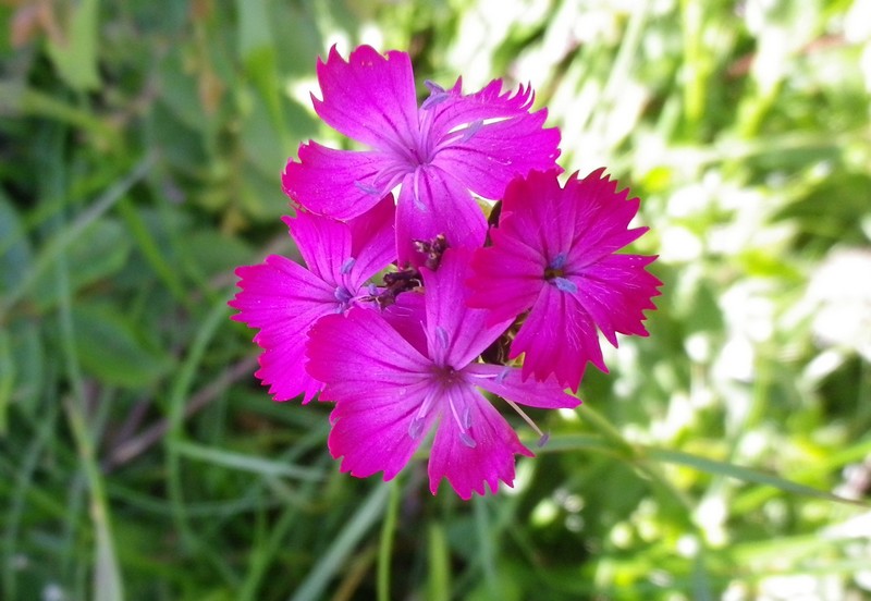 Dianthusbarbatus