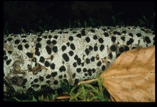 Diatrype disciformis