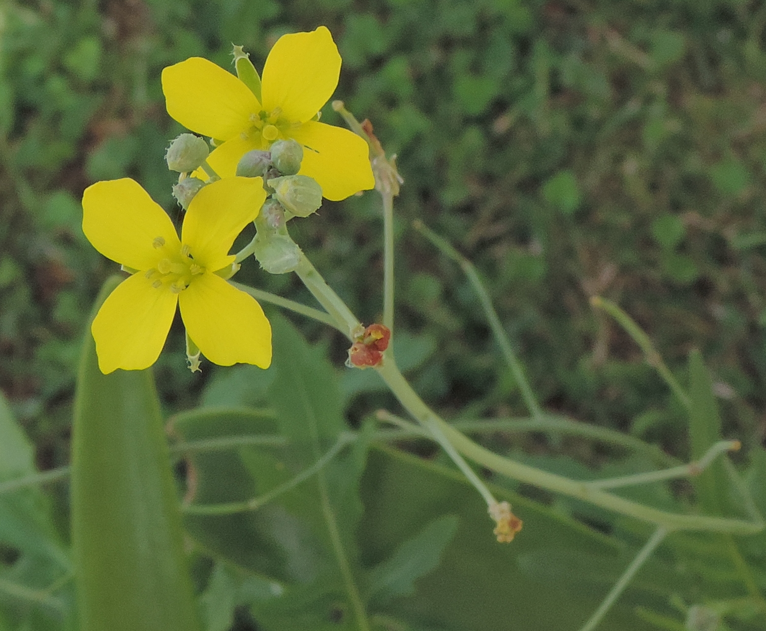 Diplotaxisruchetta
