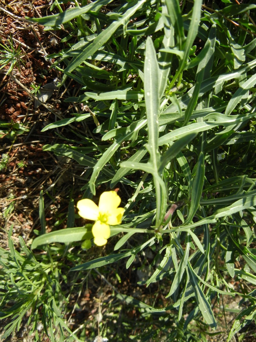Diplotaxistenuifolia